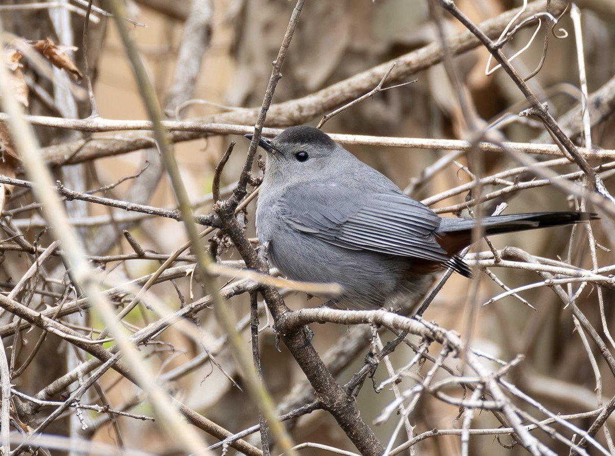 Gray Catbird - ML652085040