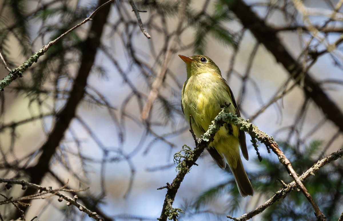 Желтобрюхий мухолов - ML652085045