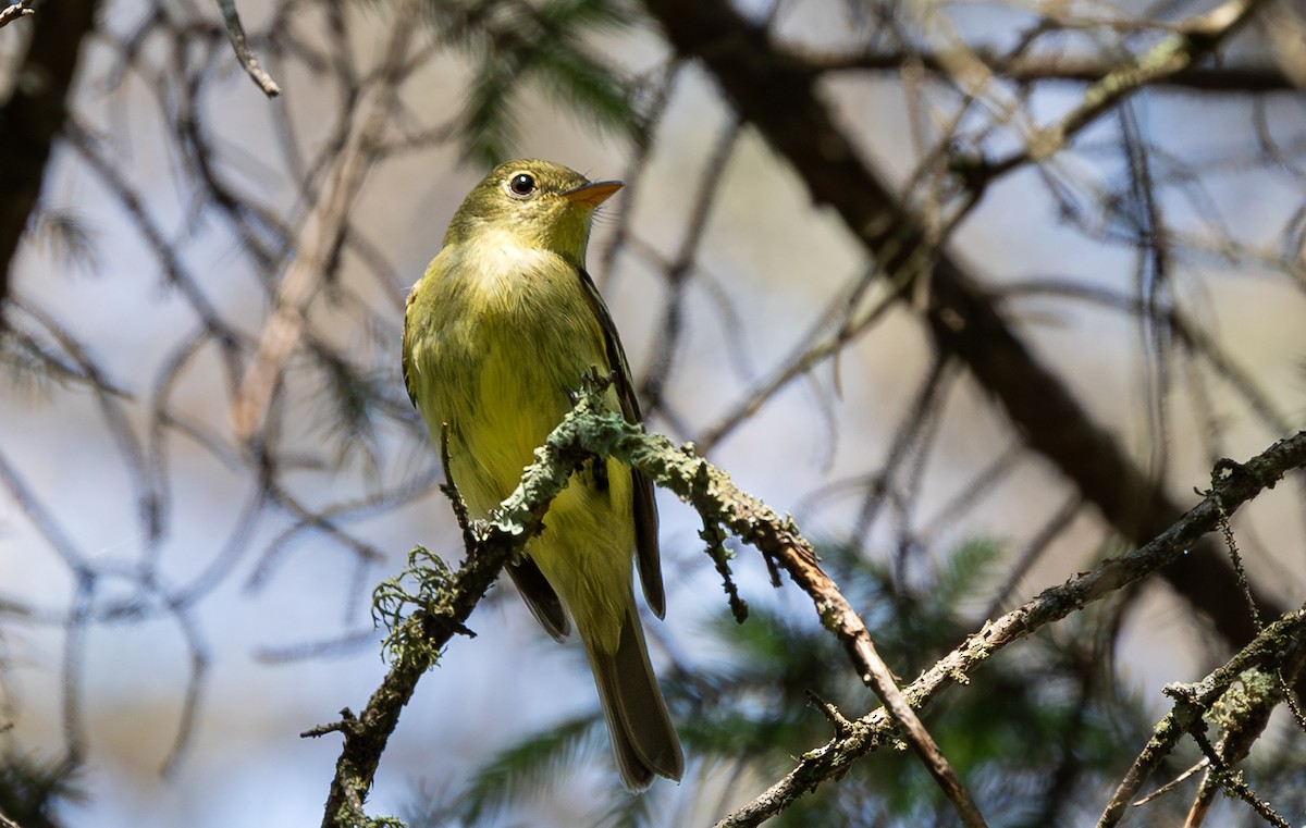 Желтобрюхий мухолов - ML652085046