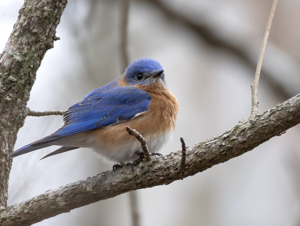 Eastern Bluebird - ML652085049