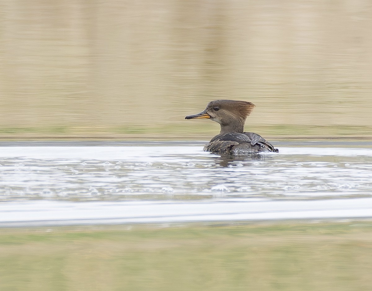 Hooded Merganser - ML652085059