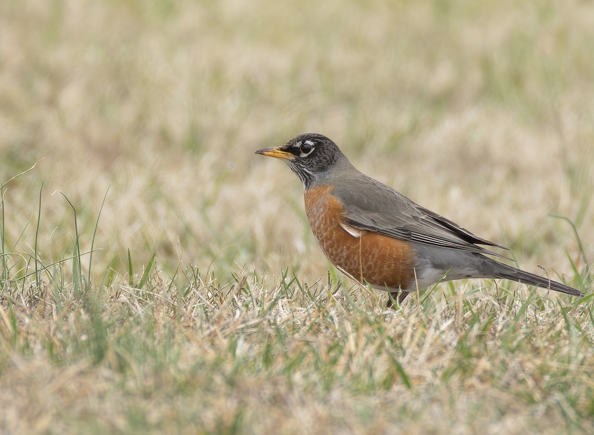 American Robin - ML652085067