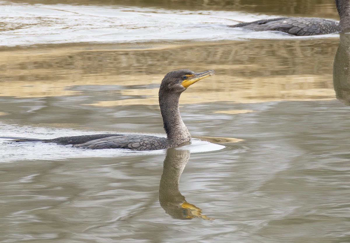 Double-crested Cormorant - ML652085085