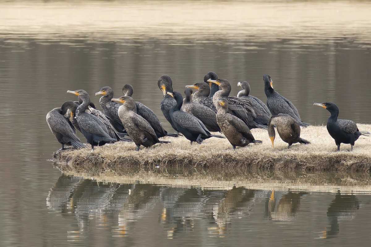 Double-crested Cormorant - ML652085086