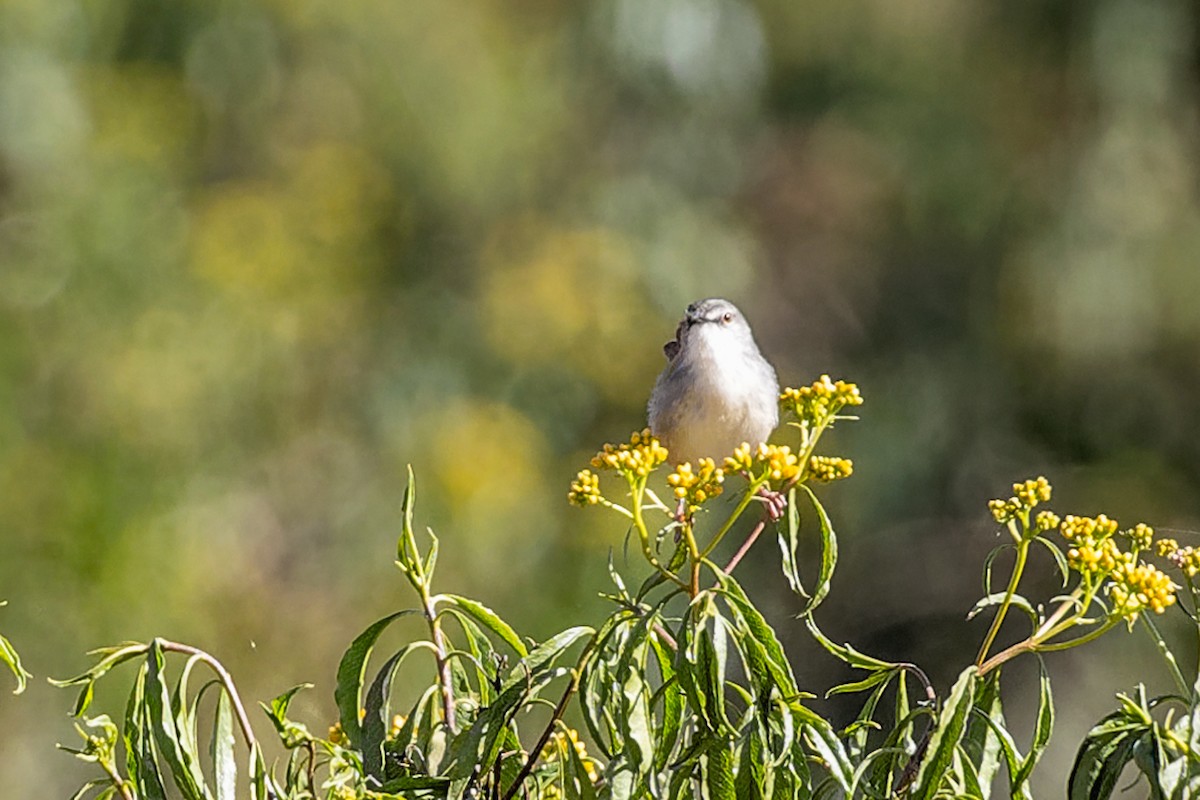 Tawny-flanked Prinia - ML652085358