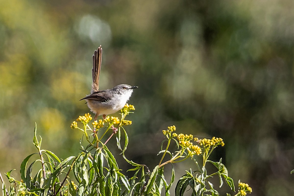 Tawny-flanked Prinia - ML652085359