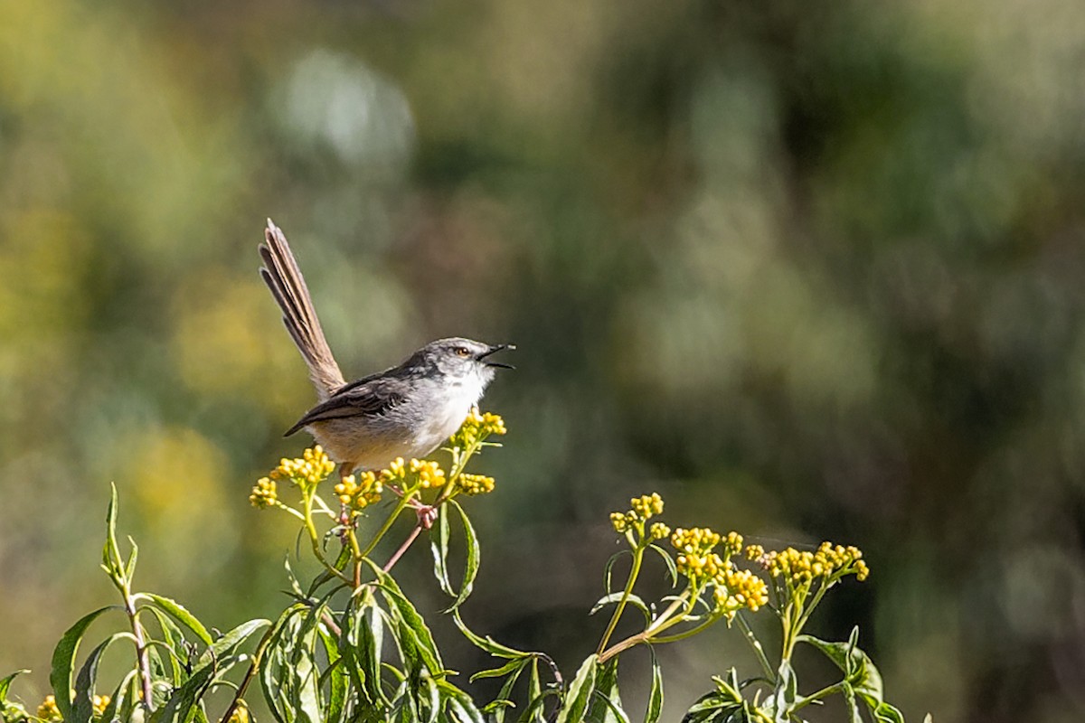 Tawny-flanked Prinia - ML652085360