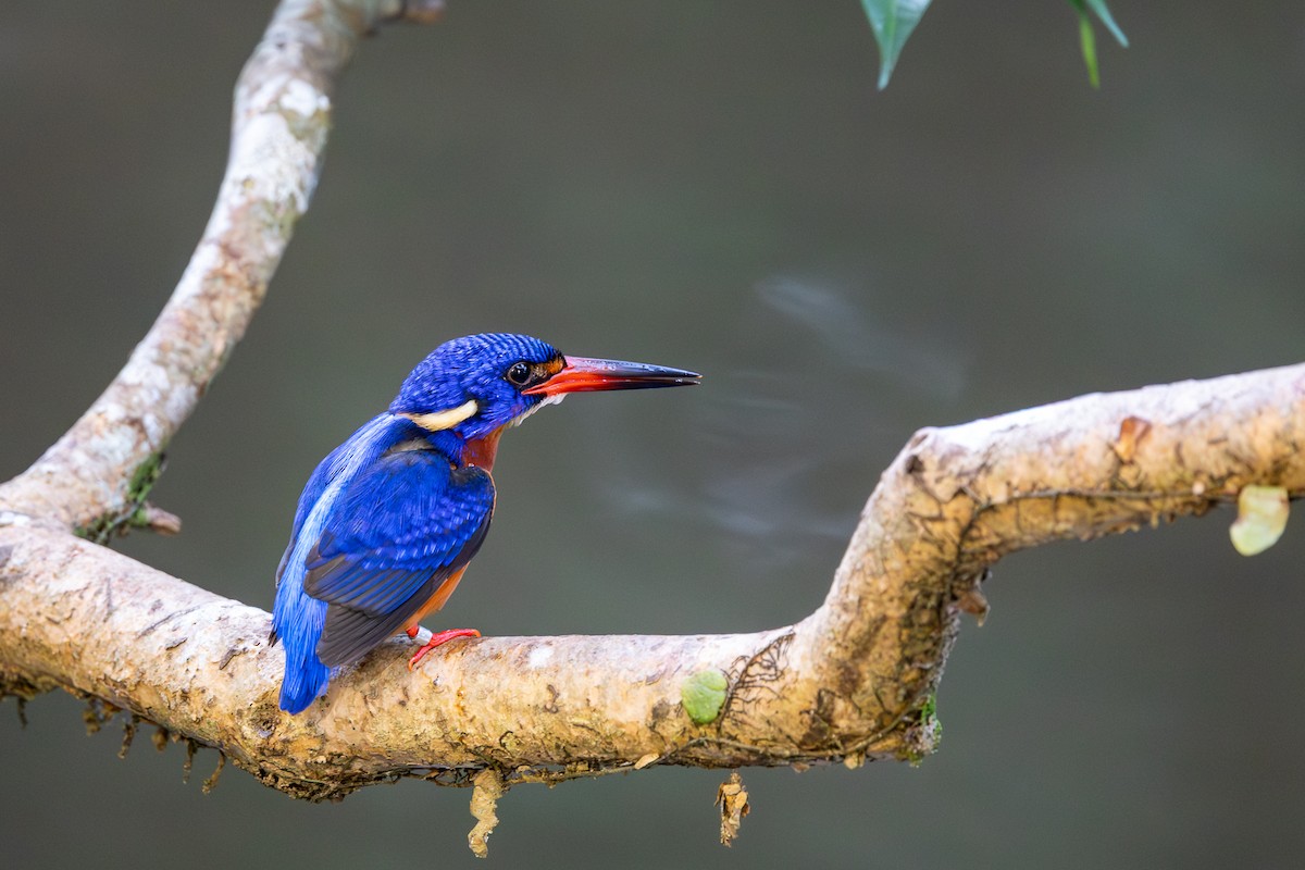 Blue-eared Kingfisher - ML652085630