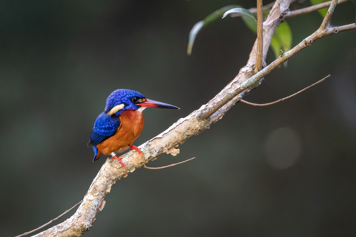 Blue-eared Kingfisher - ML652085631