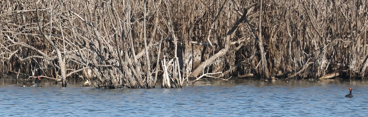eBird Checklist - 28 Feb 2026 - Red River NWR--Headquarters Unit - 43 ...