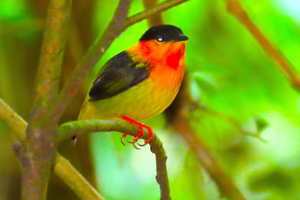 Orange-collared Manakin - ML652086393