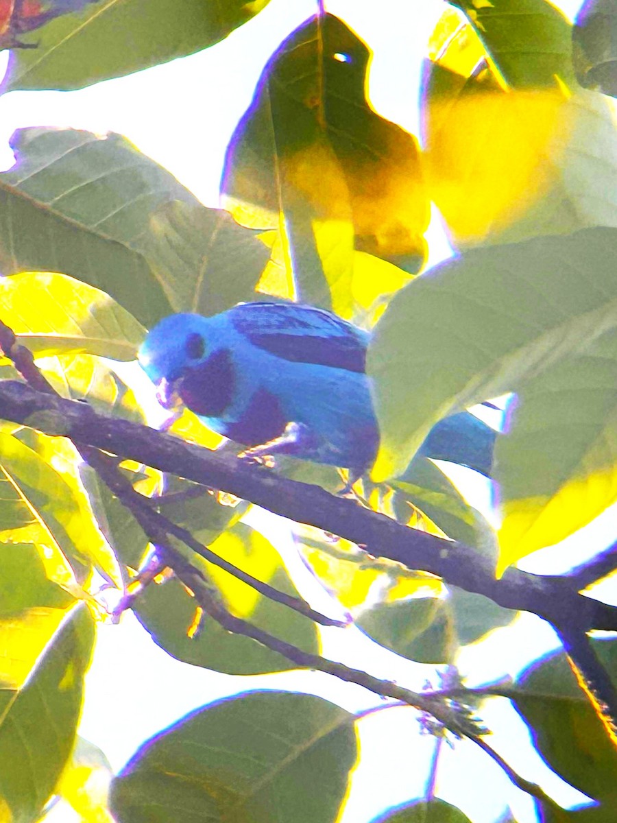 Turquoise Cotinga - ML652086409