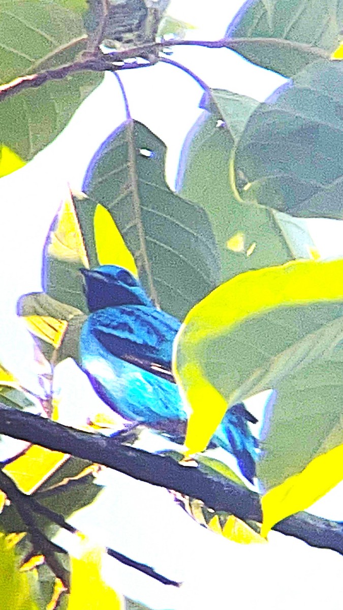 Turquoise Cotinga - ML652086410