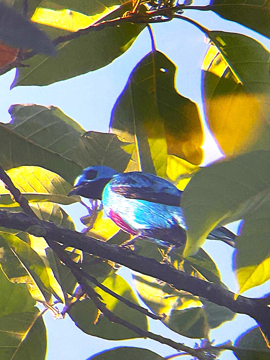 Turquoise Cotinga - ML652086411