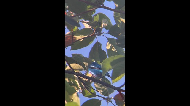 Turquoise Cotinga - ML652086450