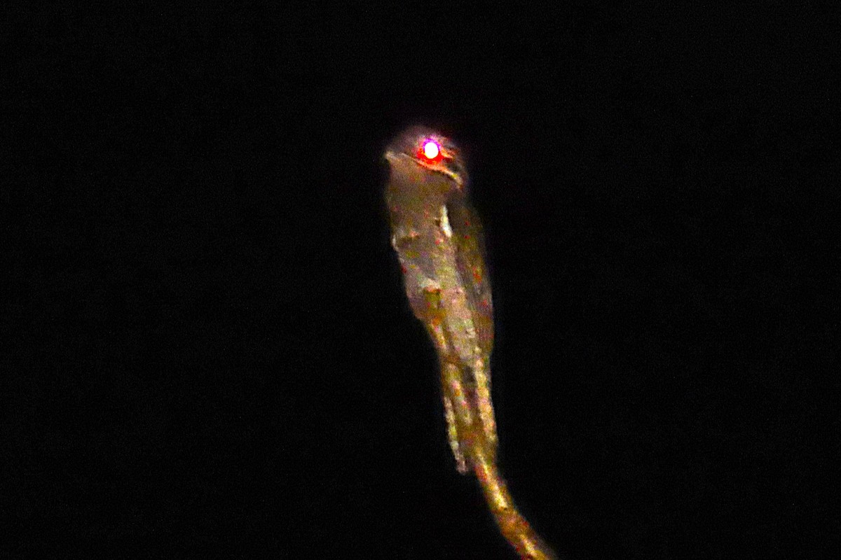 Common Potoo - ML652086650