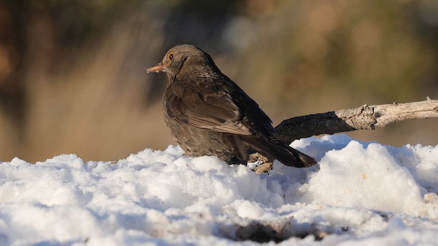 Mirlo Común - ML652086834