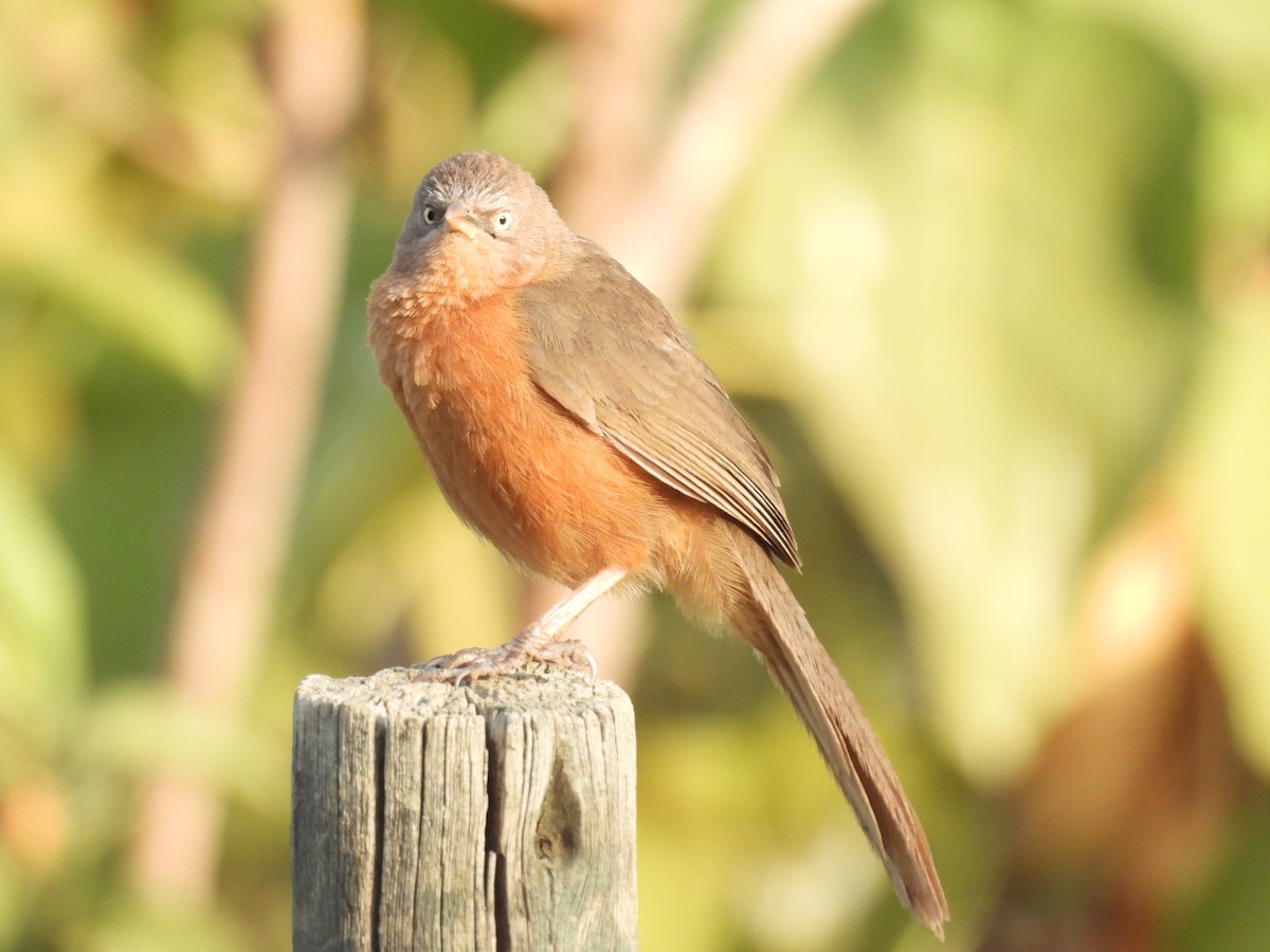 Rufous Chatterer - ML652086845