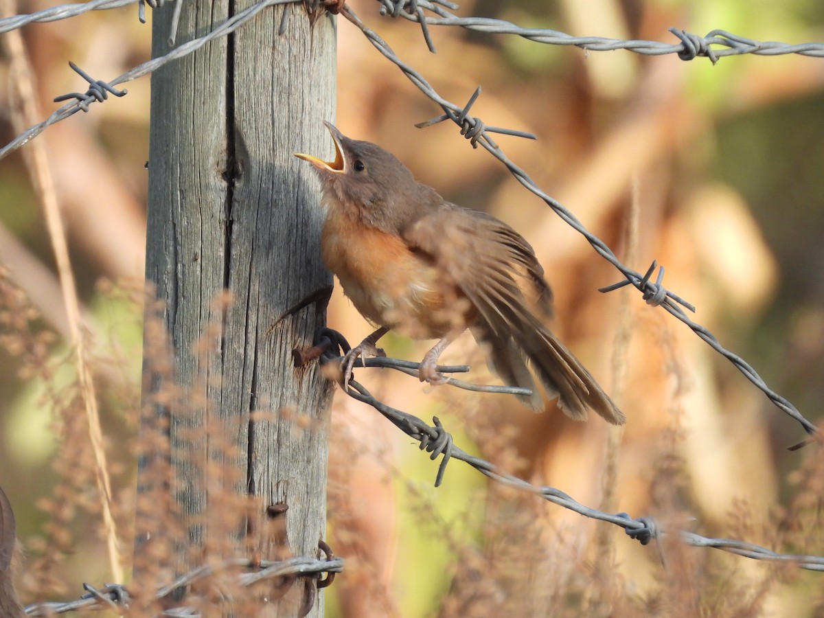 Rufous Chatterer - ML652086846