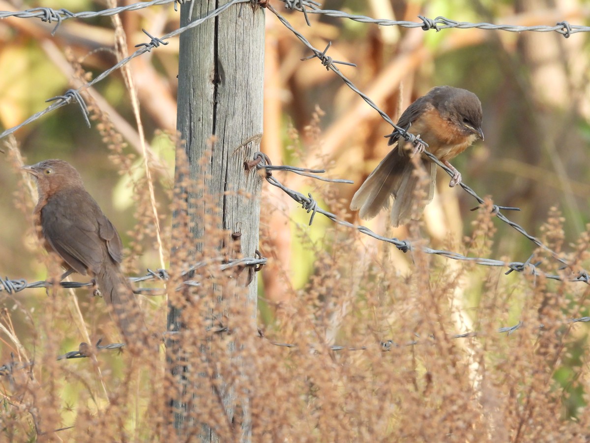 Rufous Chatterer - ML652086847