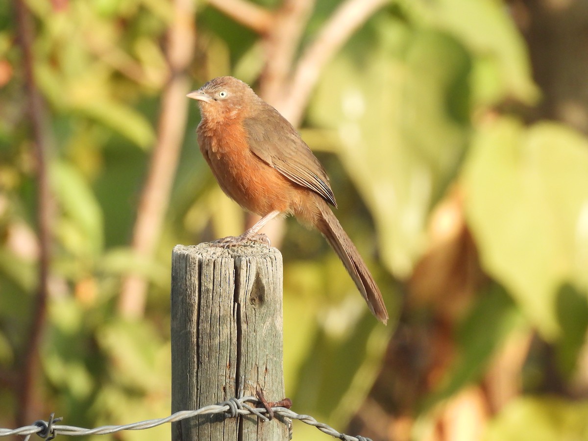 Rufous Chatterer - ML652086848