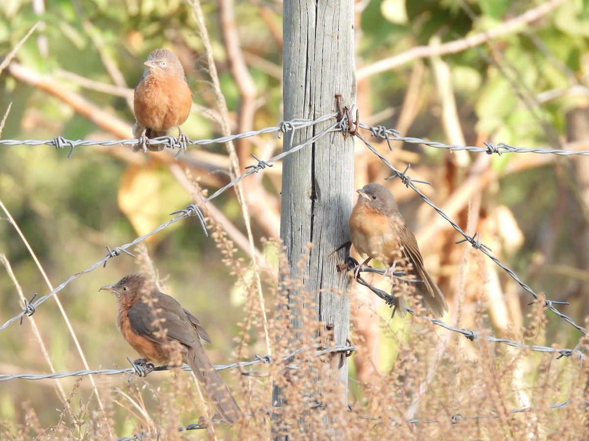 Rufous Chatterer - ML652086849