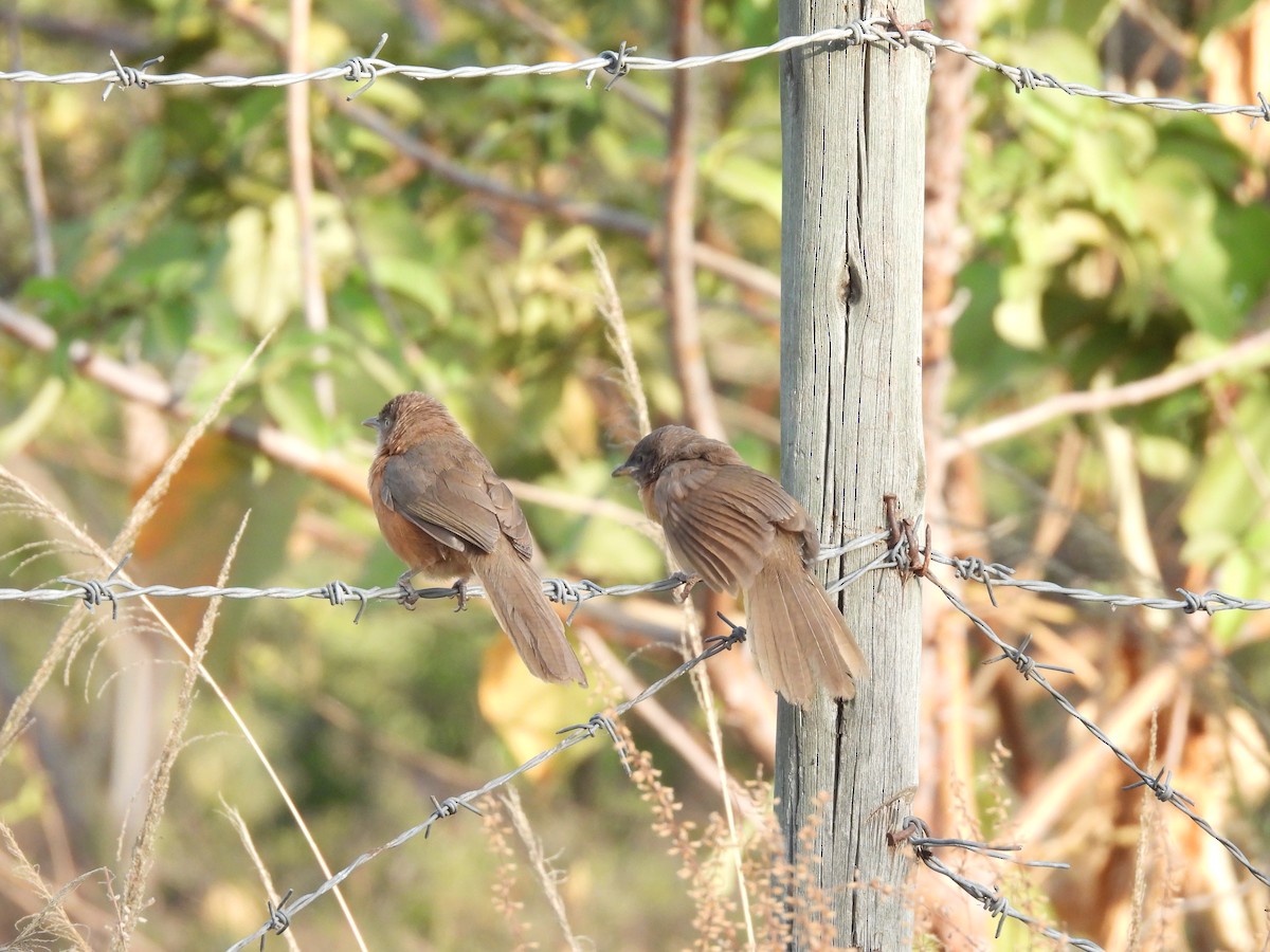 Rufous Chatterer - ML652086850