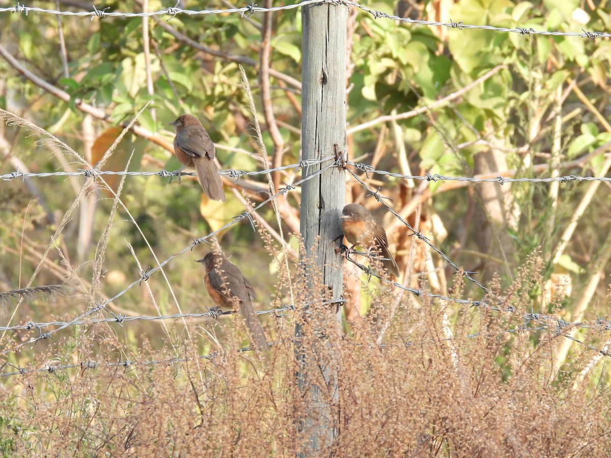 Rufous Chatterer - ML652086851