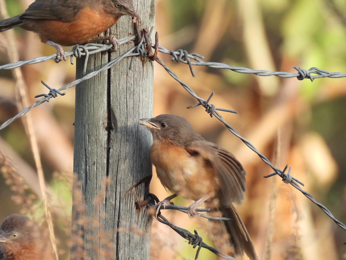 Rufous Chatterer - ML652086852