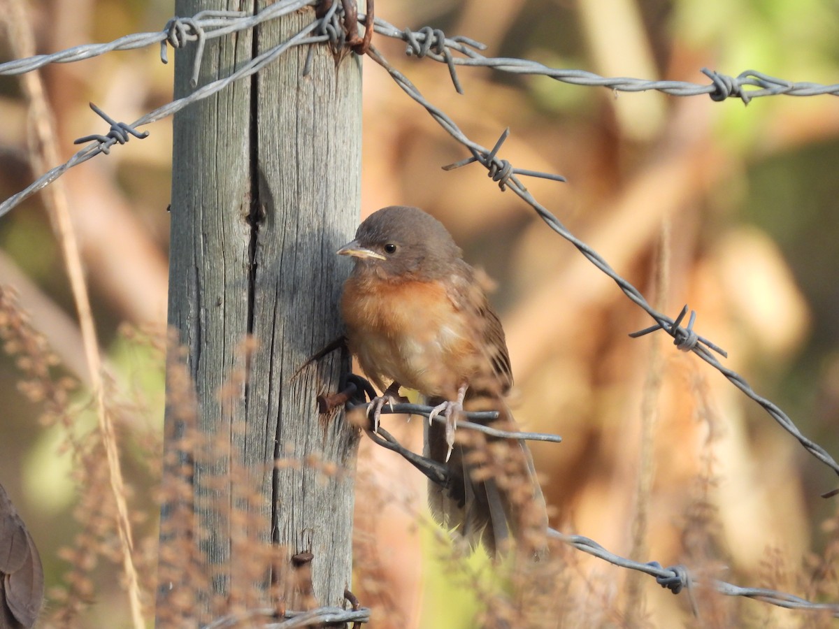 Rufous Chatterer - ML652086856