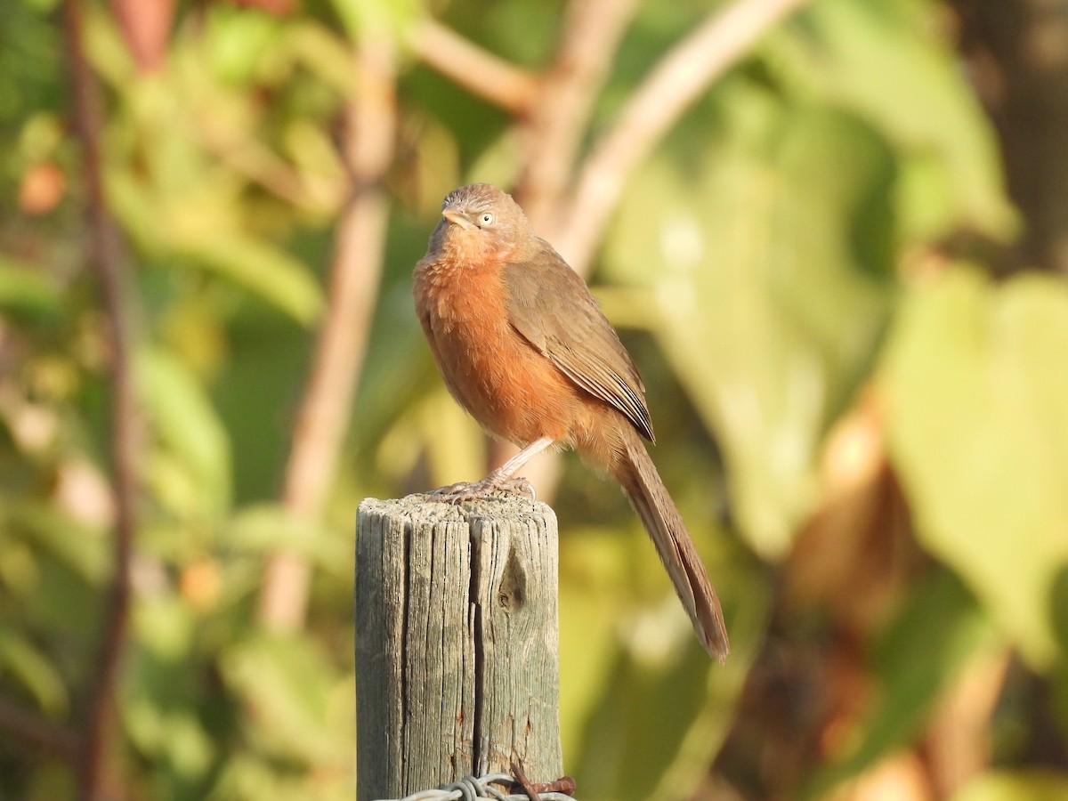 Rufous Chatterer - ML652086857