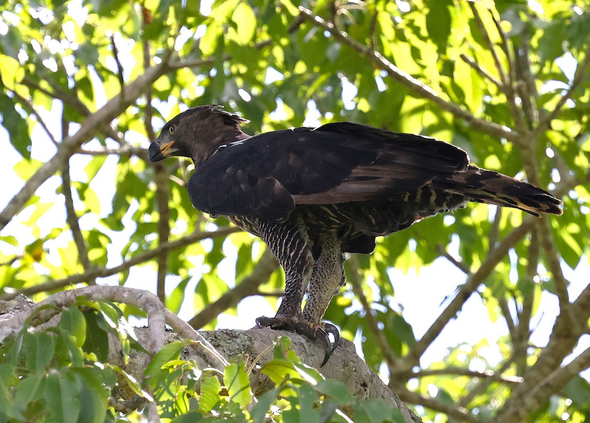 Crowned Eagle - ML652086897