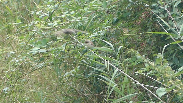 Storno - ML652087015