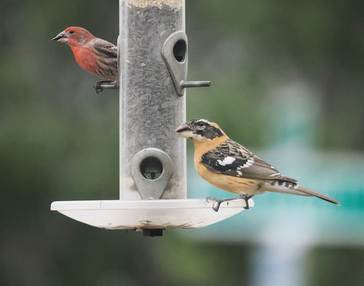 Black-headed Grosbeak - ML652087265