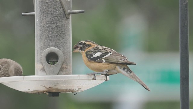 Black-headed Grosbeak - ML652087495