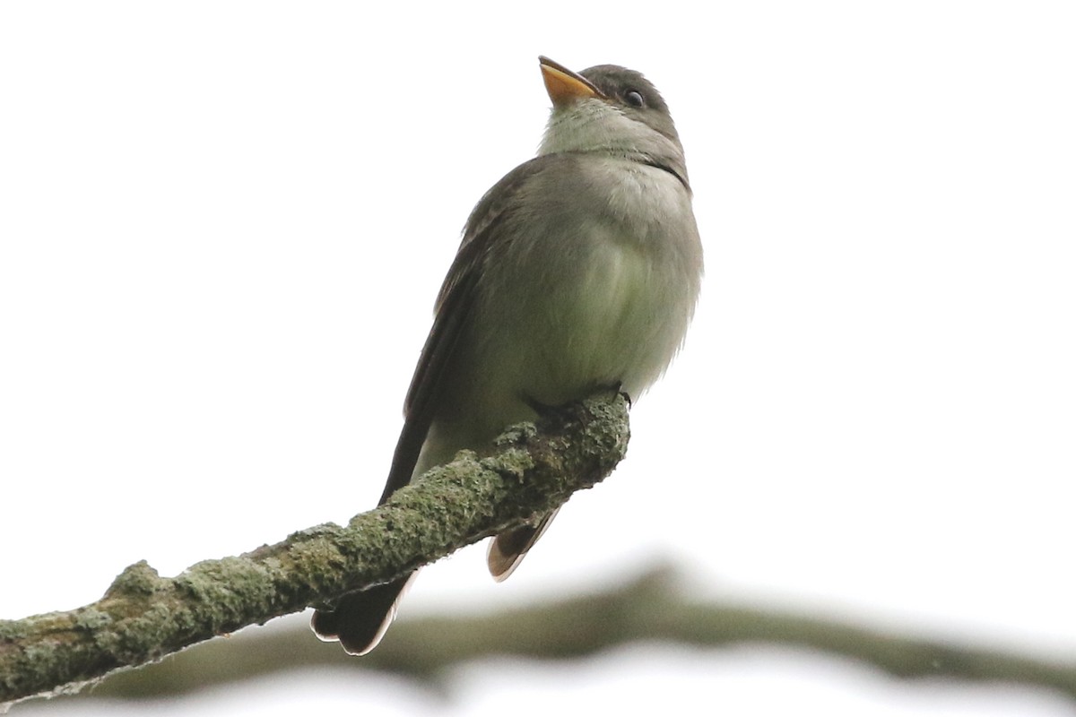 Doğulu Pivi - ML652087556