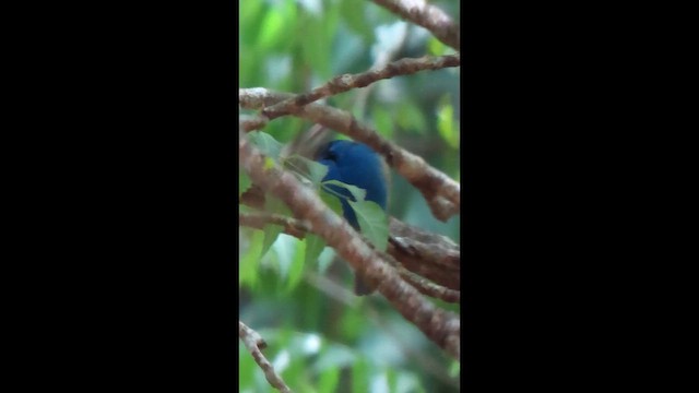 Indigo Bunting - ML652087874