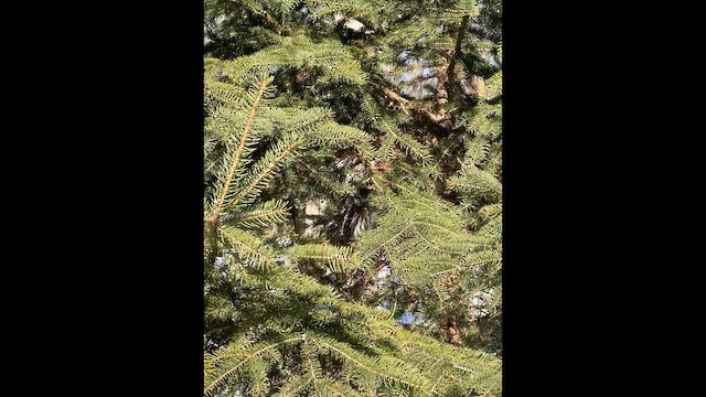 Сич північний - ML652087983