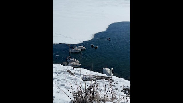 Лебідь-трубач - ML652088032