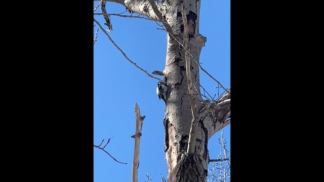 Дятел волохатий - ML652088051