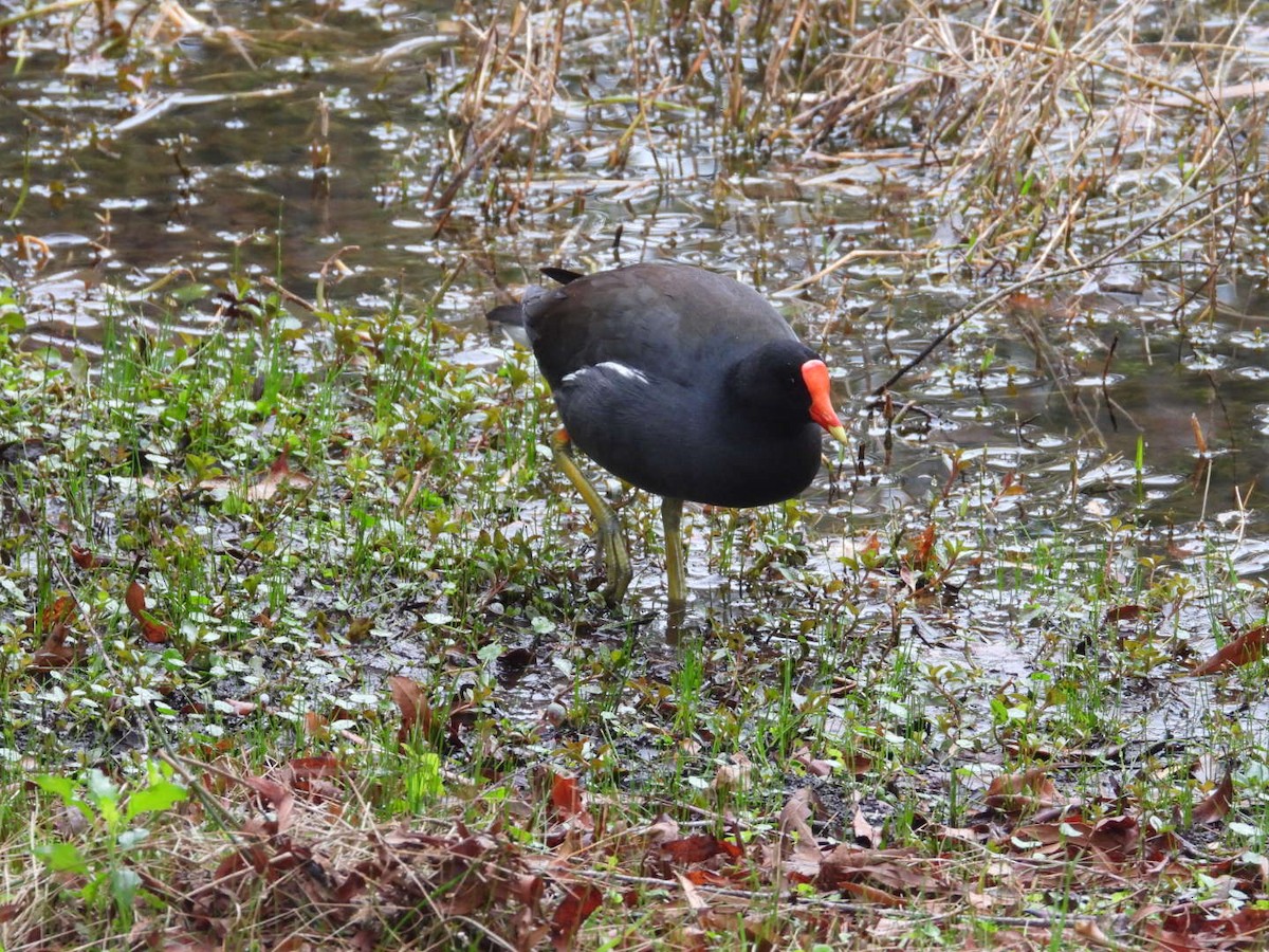 Common Gallinule - ML652088272