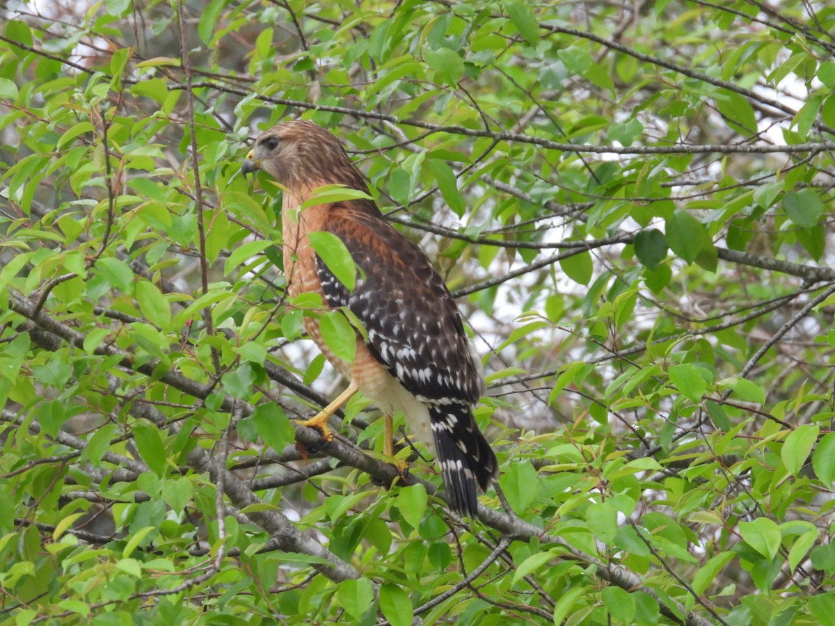 Red-shouldered Hawk - ML652088323