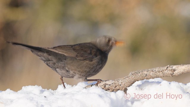 Mirlo Común - ML652088360