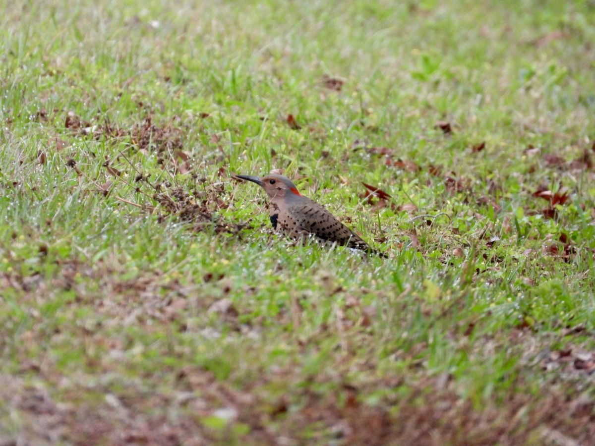 Northern Flicker - ML652088371