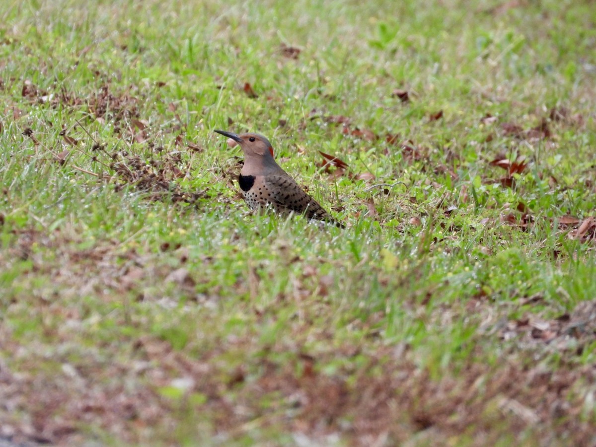 Northern Flicker - ML652088372