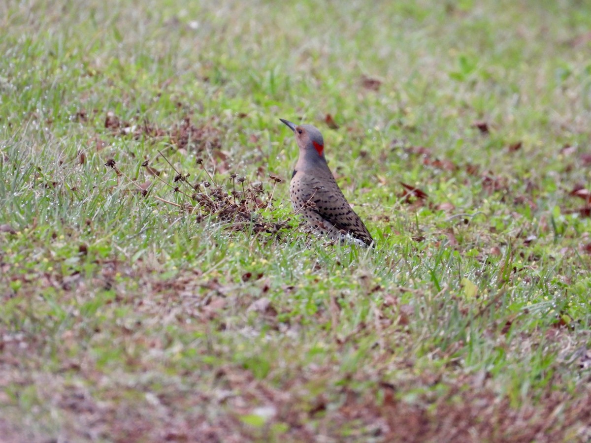 Northern Flicker - ML652088373