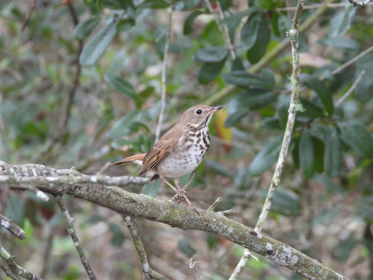 Hermit Thrush - ML652088398