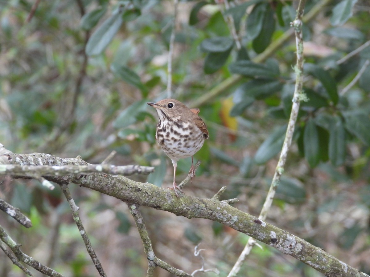Hermit Thrush - ML652088399