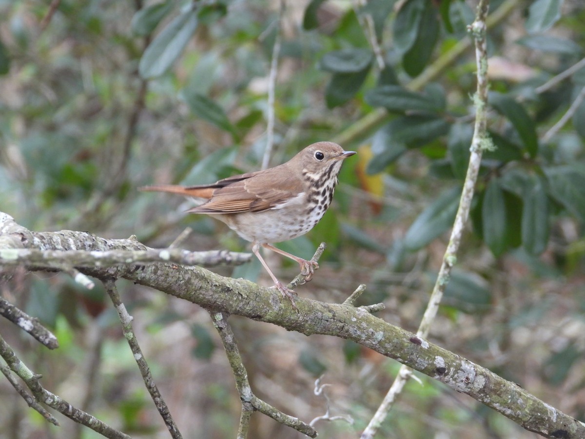 Hermit Thrush - ML652088400