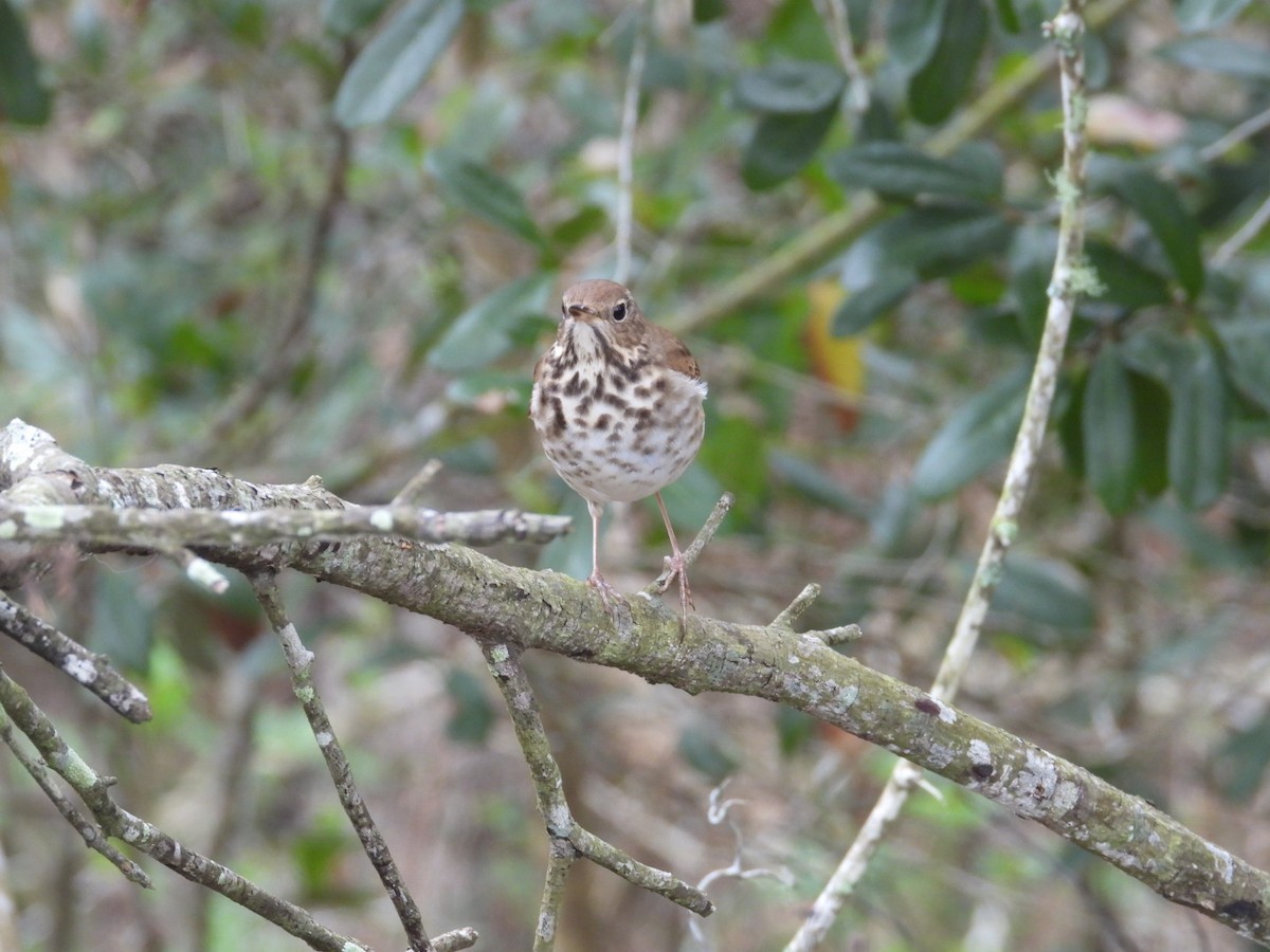 Hermit Thrush - ML652088401